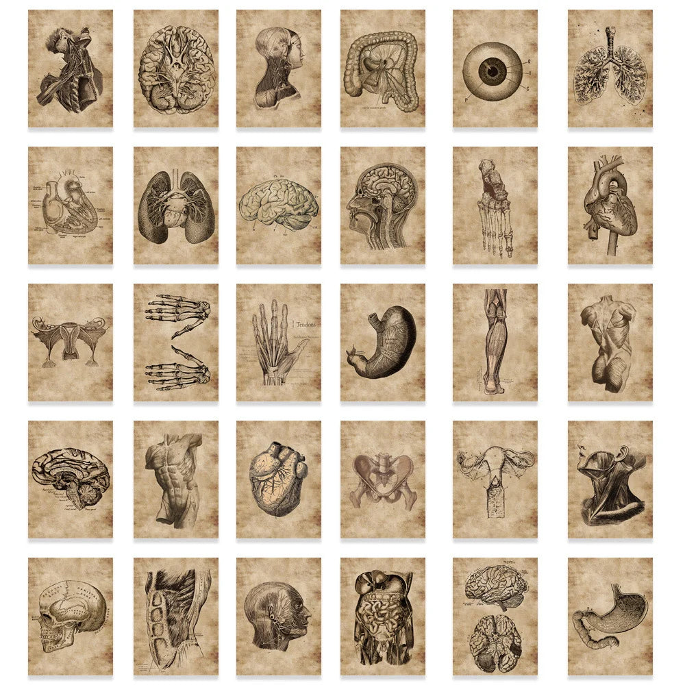 10/30/56pcs Vintage Horror Anatomy Physiology The Body Structure Stickers Skateboard Laptop Luggage Phone Car Bike Cool Sticker