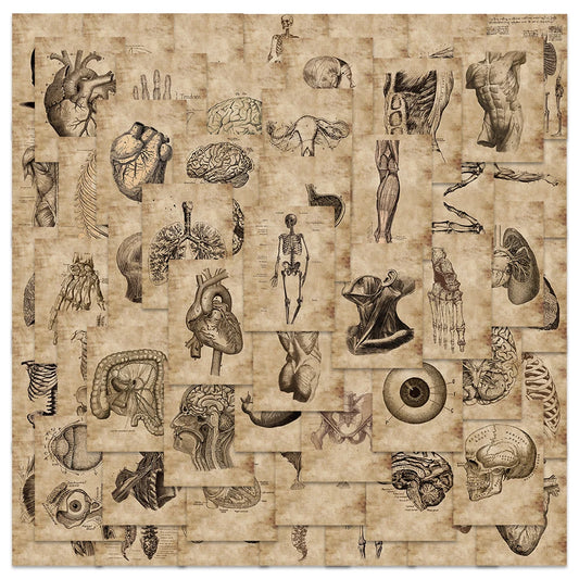 56Pcs Anatomy Physiology Stickers: Heart, Skull, Organs, Skeleton for Luggage & Laptop