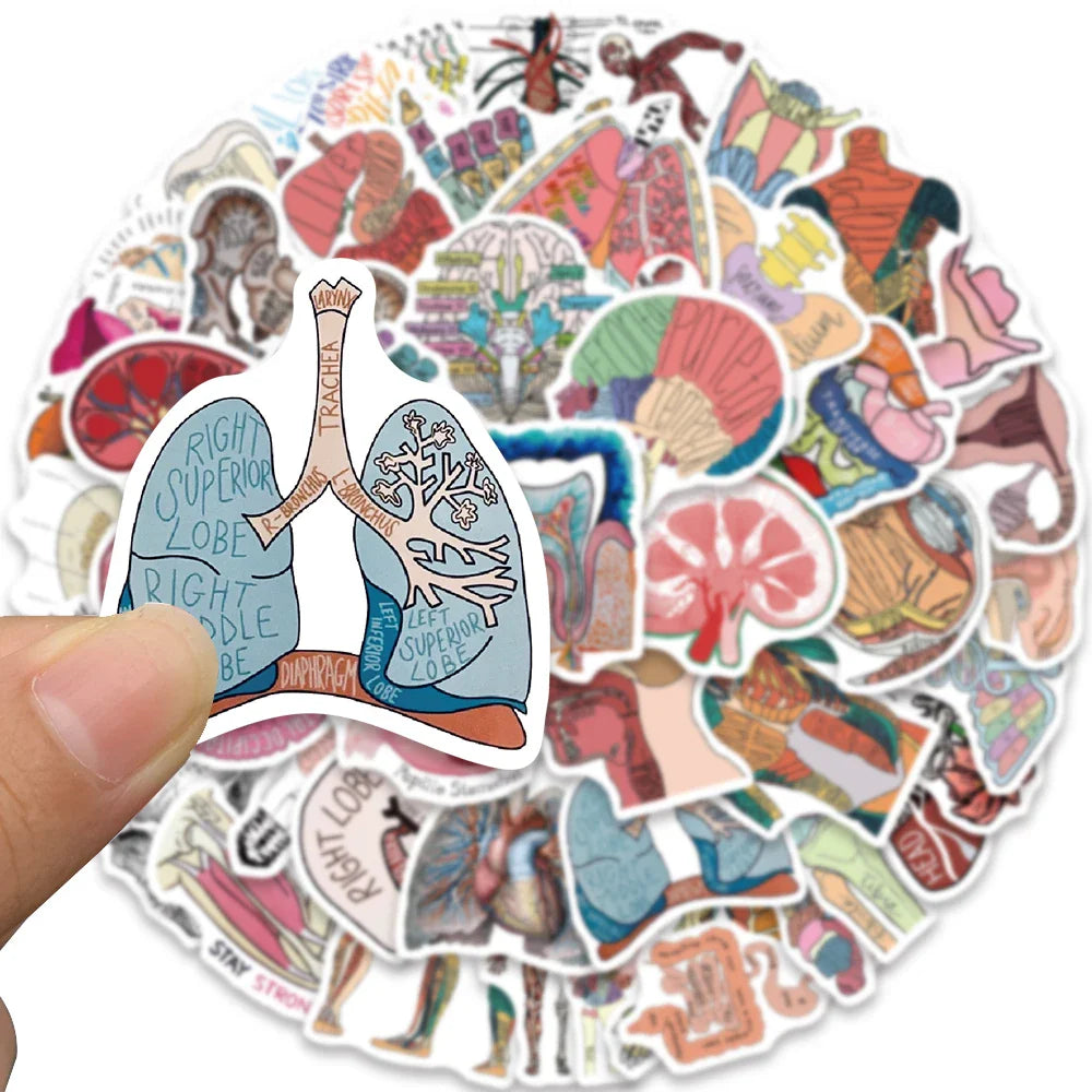 50pcs Funny Aesthetic Cartoon Body Organ Anatomy Stickers Water Bottle Sticker Luggage Laptop Guitar Waterproof Vinyl Decals