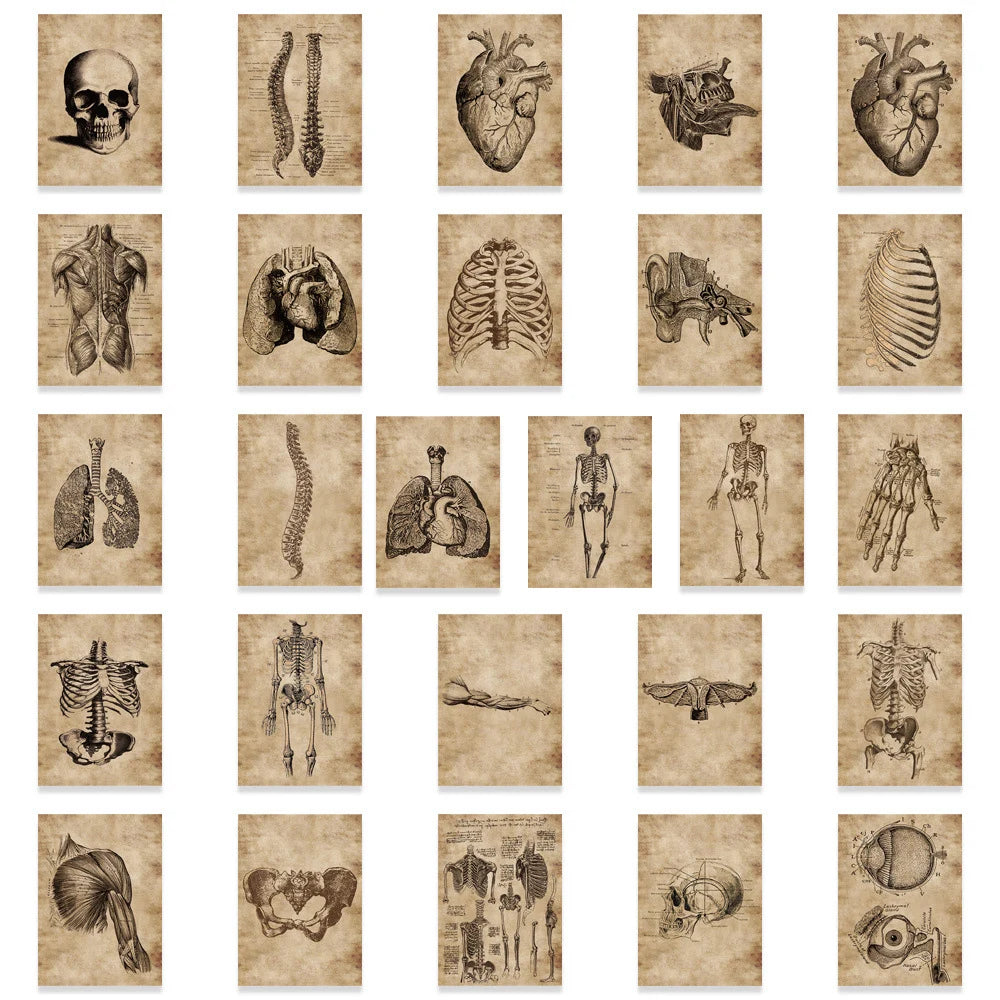 10/30/56pcs Vintage Horror Anatomy Physiology The Body Structure Stickers Skateboard Laptop Luggage Phone Car Bike Cool Sticker