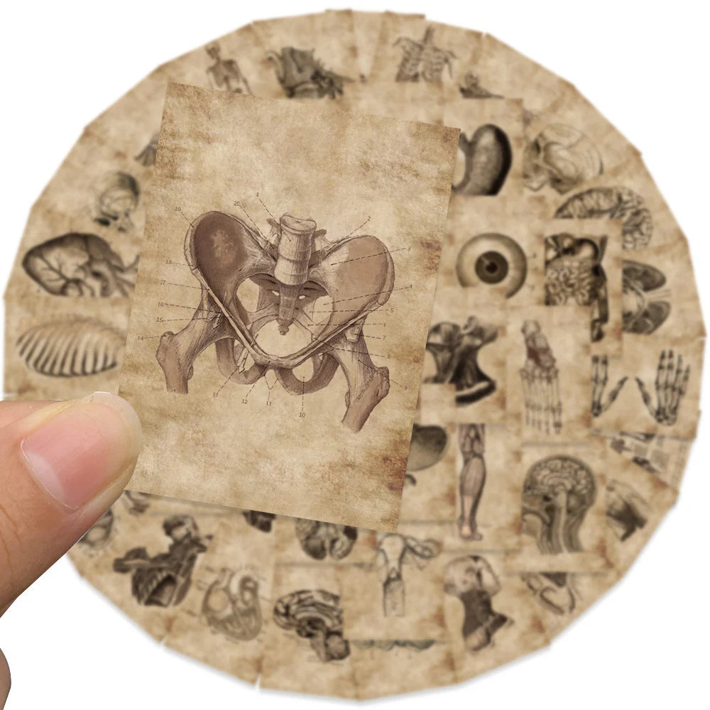 10/30/56pcs Vintage Horror Anatomy Physiology The Body Structure Stickers Skateboard Laptop Luggage Phone Car Bike Cool Sticker