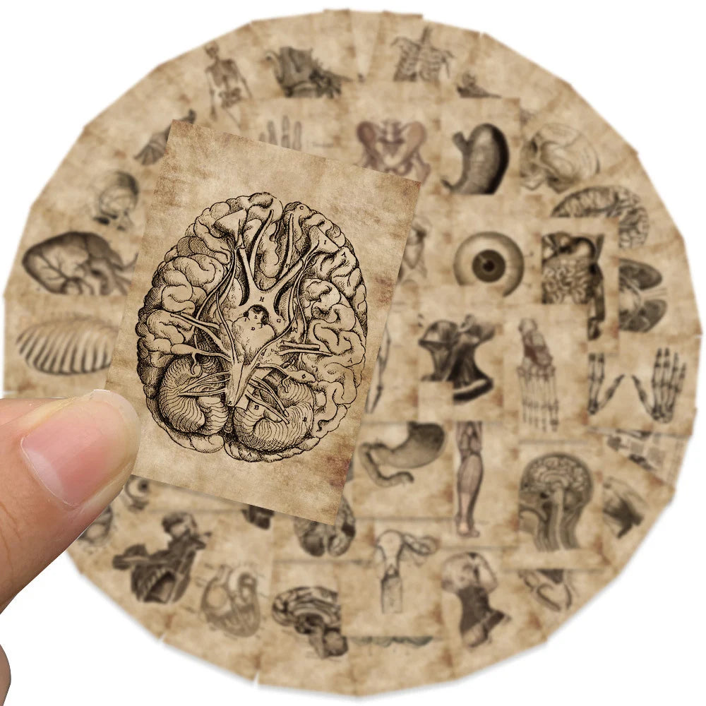 10/30/56pcs Vintage Horror Anatomy Physiology The Body Structure Stickers Skateboard Laptop Luggage Phone Car Bike Cool Sticker
