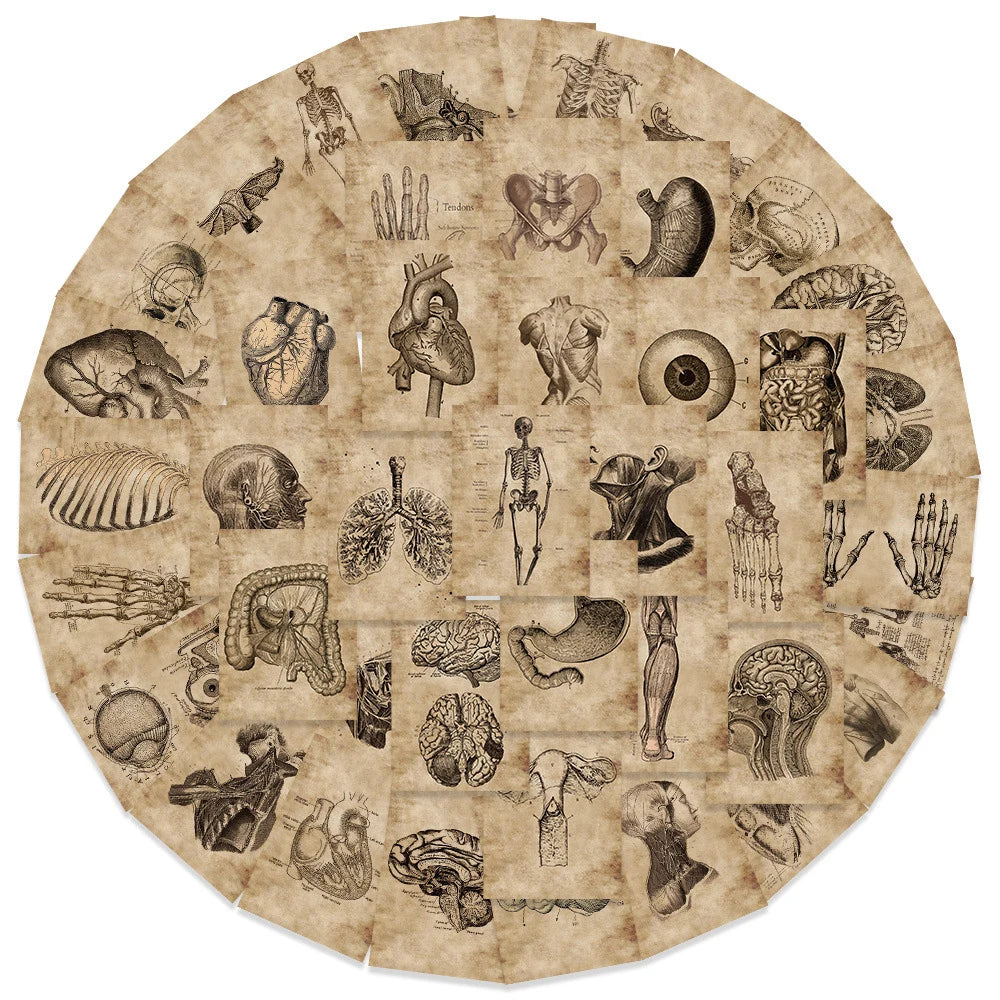 10/30/56pcs Vintage Horror Anatomy Physiology The Body Structure Stickers Skateboard Laptop Luggage Phone Car Bike Cool Sticker