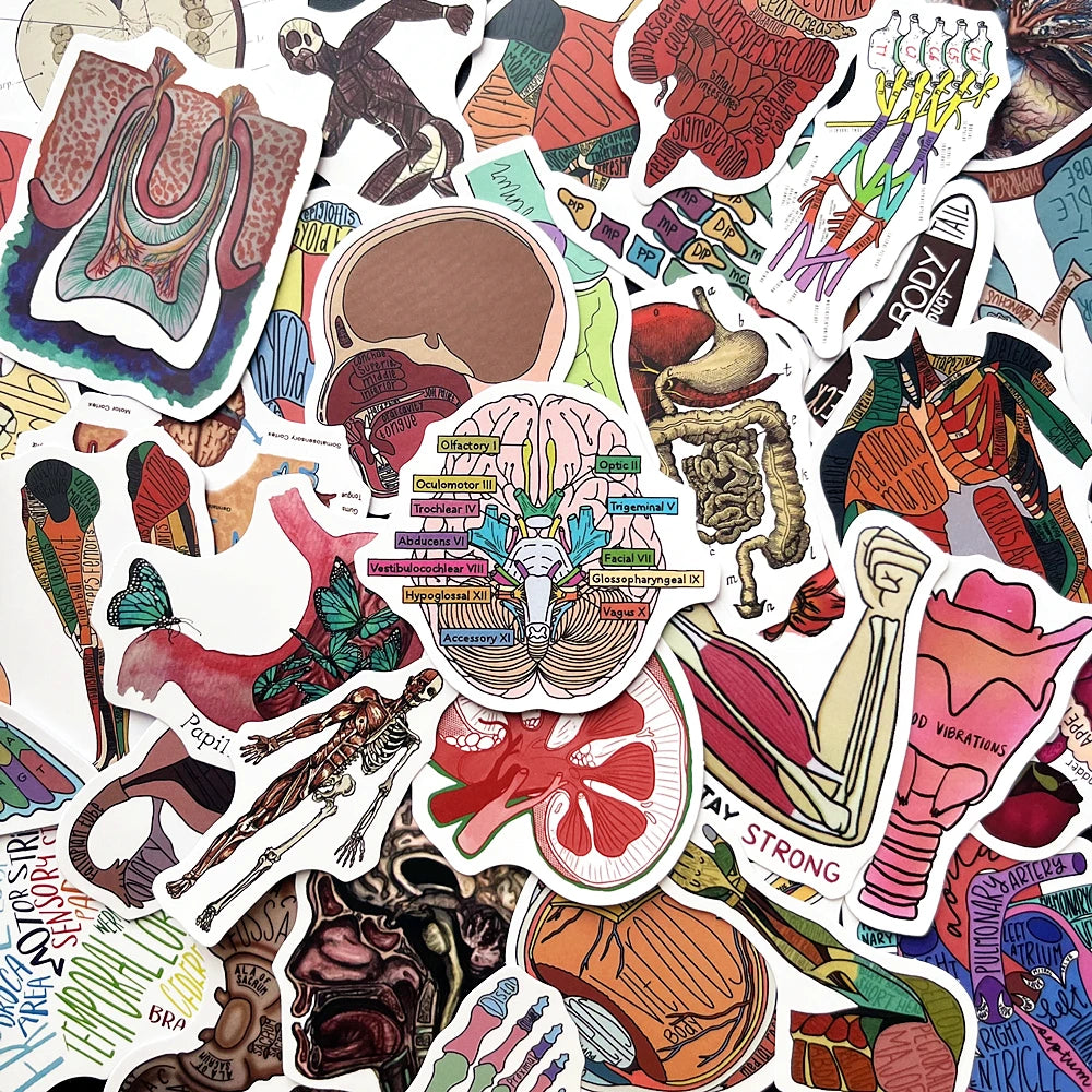 10/50pcs Human Anatomy Stickers for Luggage, Skateboard, Laptop, Guitar Decals