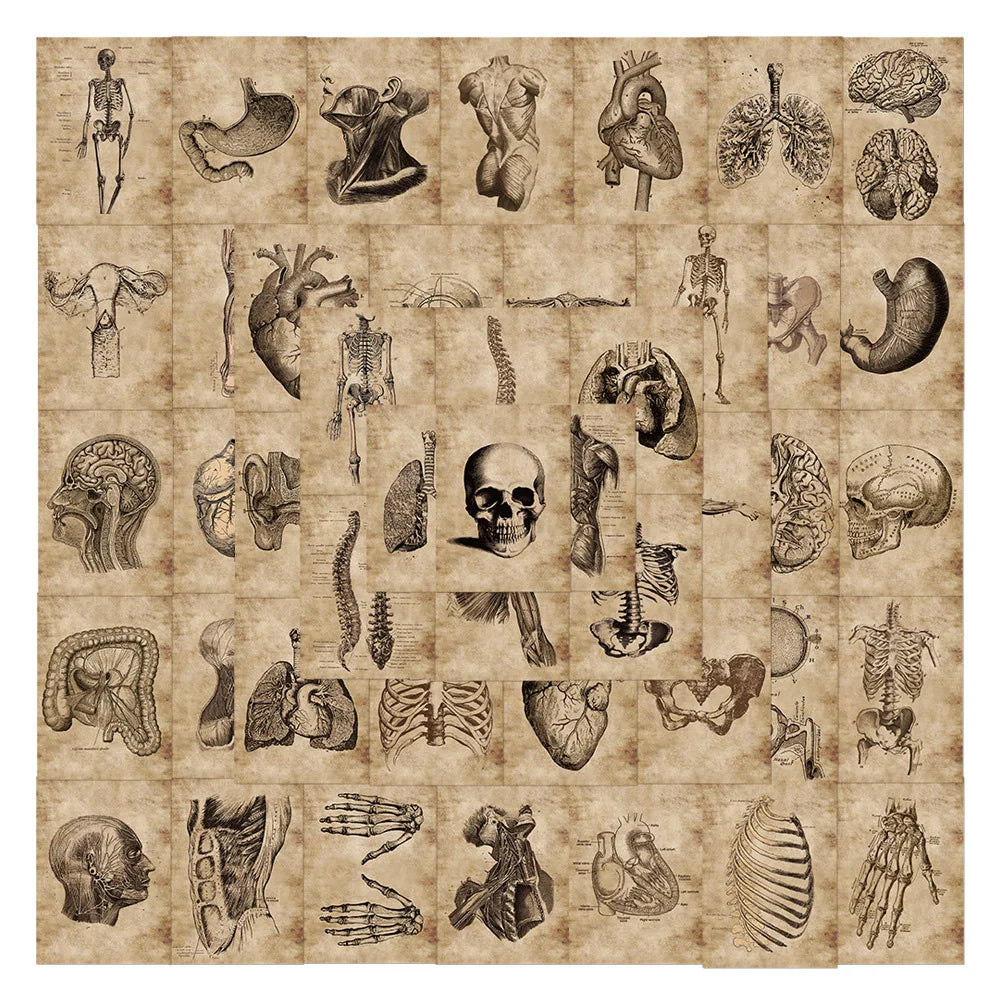 10/30/56pcs Anatomy and Physiology The Body Structure Stickers PVC Waterproof Toy Graffiti Skeleton Stickers For Luggage Decals