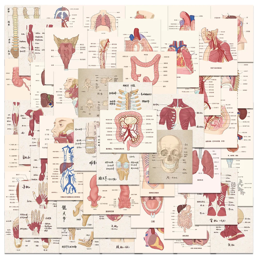 50PCS Anatomy Heart Skull Organ Stickers for Laptop Helmet