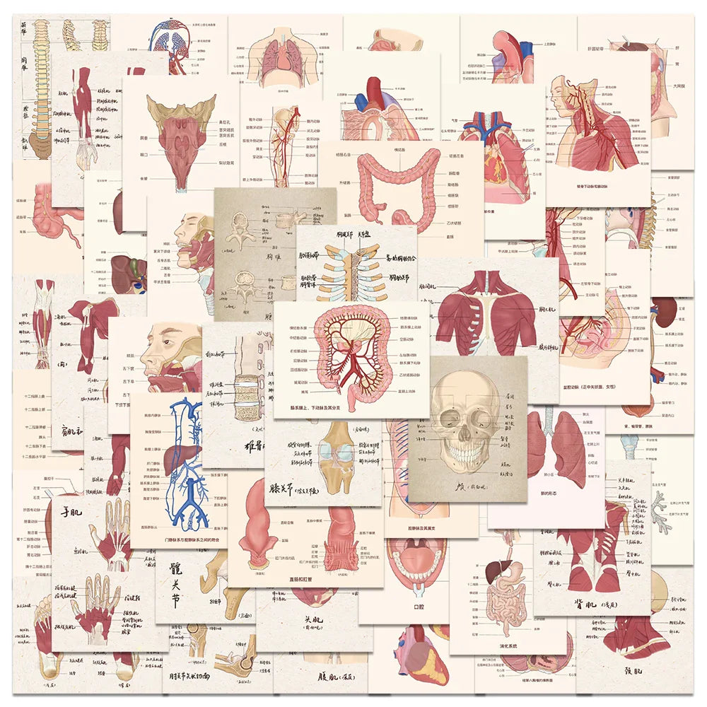 50PCS Anatomy Heart Skull Organ Stickers for Laptop Helmet