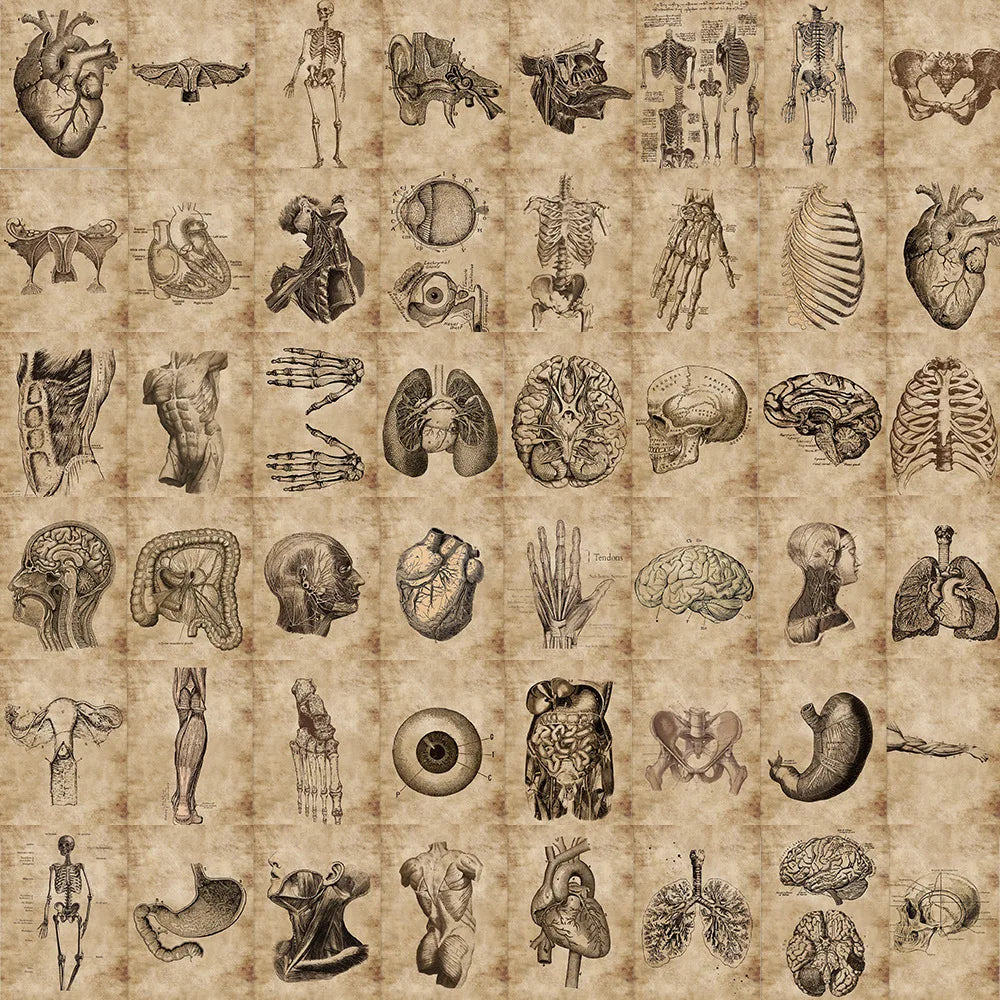 Anatomy Physiology Skeleton Stickers Waterproof Decals for Guitar Luggage Laptop