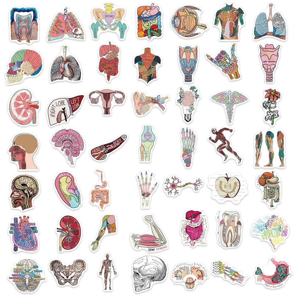 10/30/50PCS Funny Human Organ Medical Anatomy Stickers Cartoon Decals DIY Notebook Laptop Suitcase Stationery Waterproof Toys