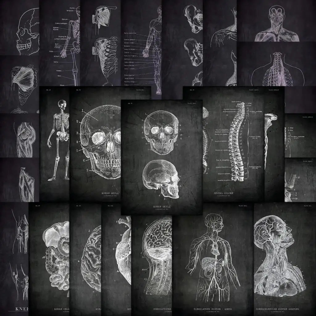 25pcs Anatomical Skeleton Chalkboard Stickers For Laptop PVC Water Bottle waterproof Decal Toy Medicine Student Gifts