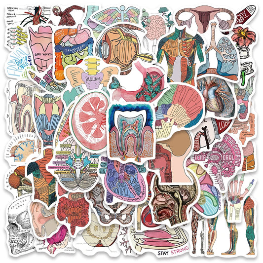 50PCS Human Organ Anatomy Stickers Waterproof DIY Laptop Phone Bottle Gift