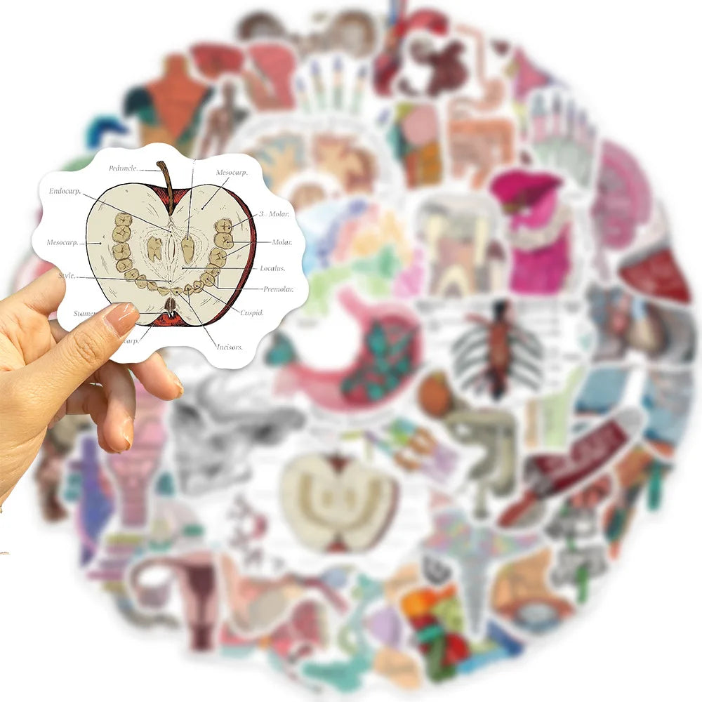 10/30/50PCS Funny Human Organ Medical Anatomy Stickers Cartoon Decals DIY Notebook Laptop Suitcase Stationery Waterproof Toys