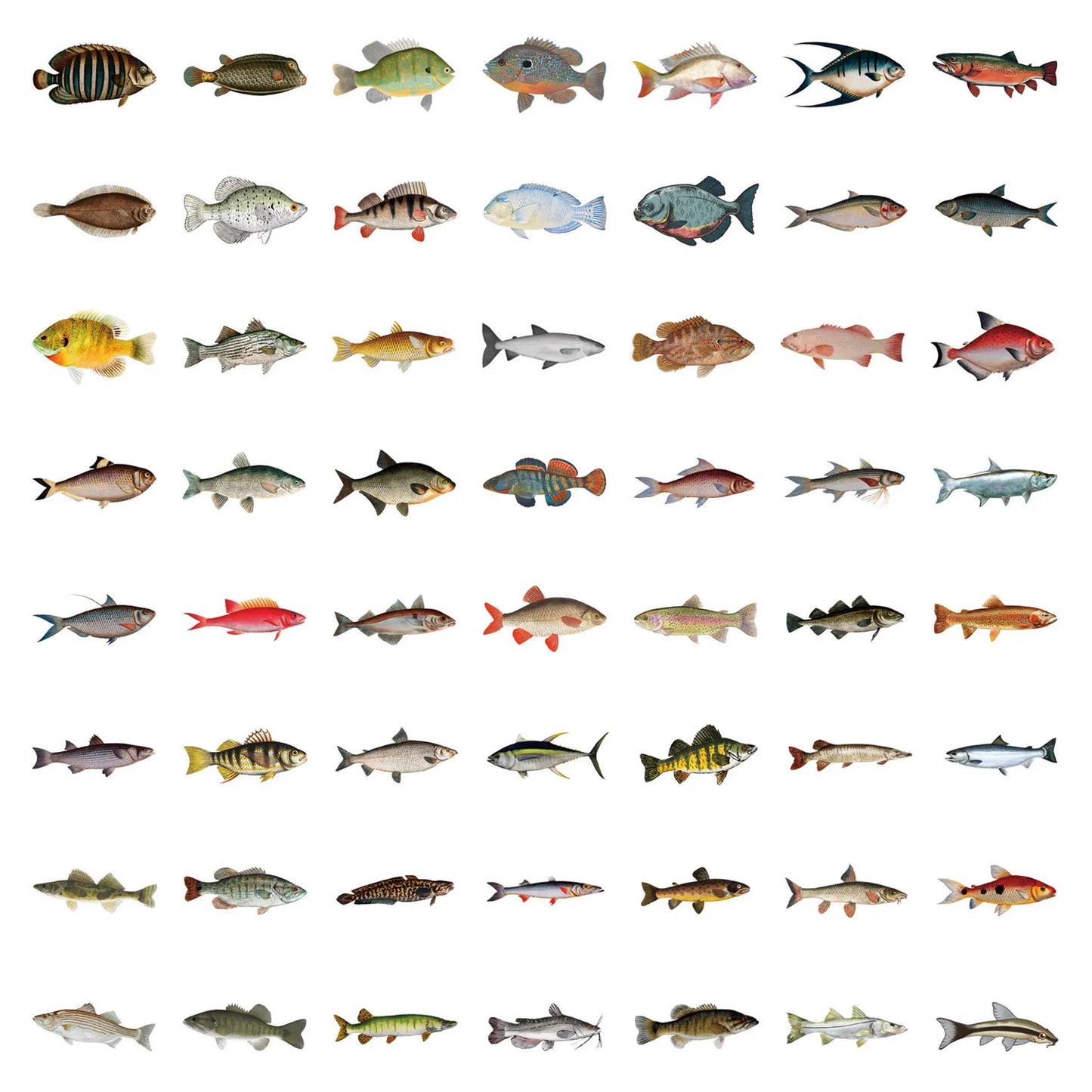 10/30/50/110PCS Realistic Fish Graffiti Stickers Aquatic Animal Sticker Kids Toys DIY Luggage Laptop Guitar Car Bike Skatboard