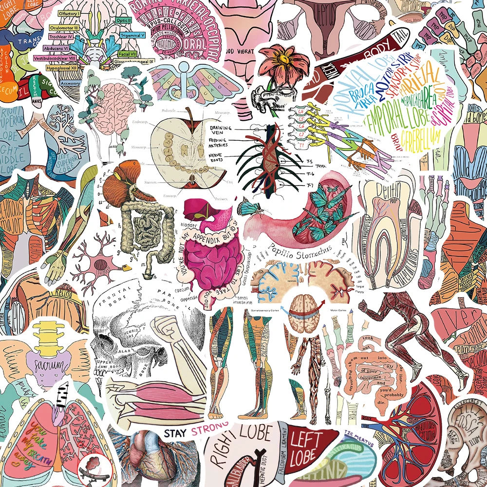 Cute Human Organ Anatomy Stickers - 10/30/50pcs Waterproof Decals for Laptop, Phone, Notebook, Suitcase, Kids Toys
