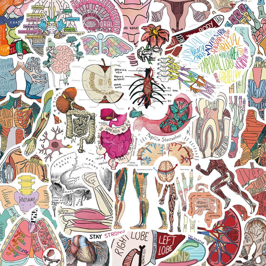 Cute Human Organ Anatomy Stickers - 10/30/50pcs Waterproof Decals for Laptop, Phone, Notebook, Suitcase, Kids Toys