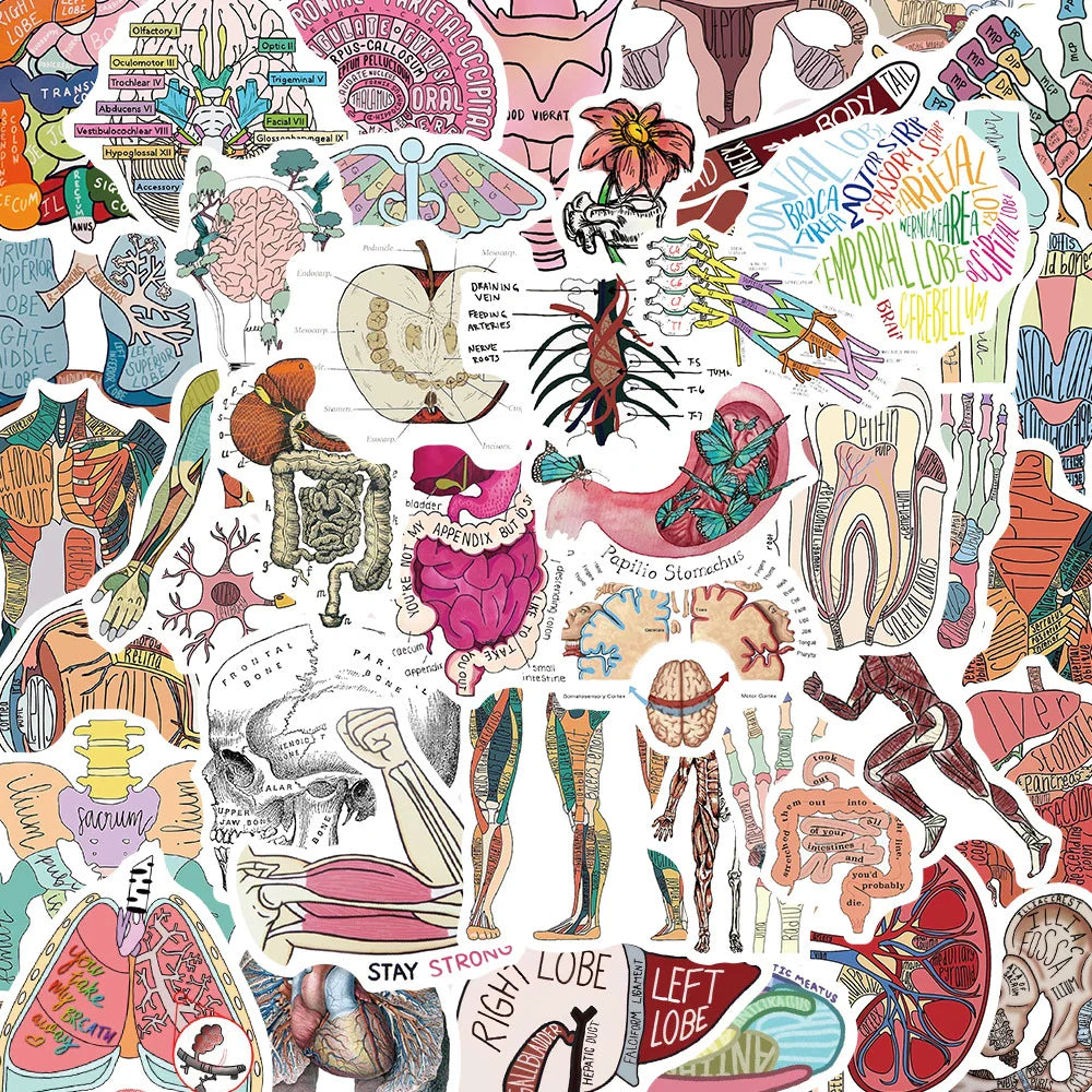 Cute Human Organ Anatomy Stickers - 10/30/50pcs Waterproof Decals for Laptop, Phone, Notebook, Suitcase, Kids Toys