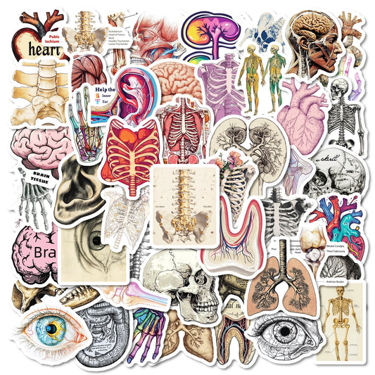 50Pcs Cartoon Human Organs Stickers for Helmet, Wall, DIY Decoration