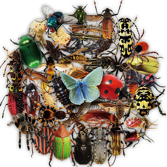 50Pcs Transparent Insect Stickers for Kids & Adults Scrapbooking