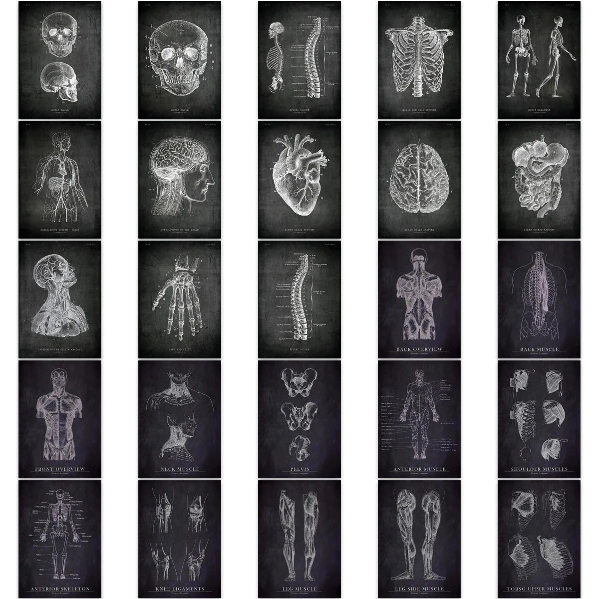 25pcs Anatomical Skeleton Chalkboard Stickers For Laptop PVC Water Bottle waterproof Decal Toy Medicine Student Gifts