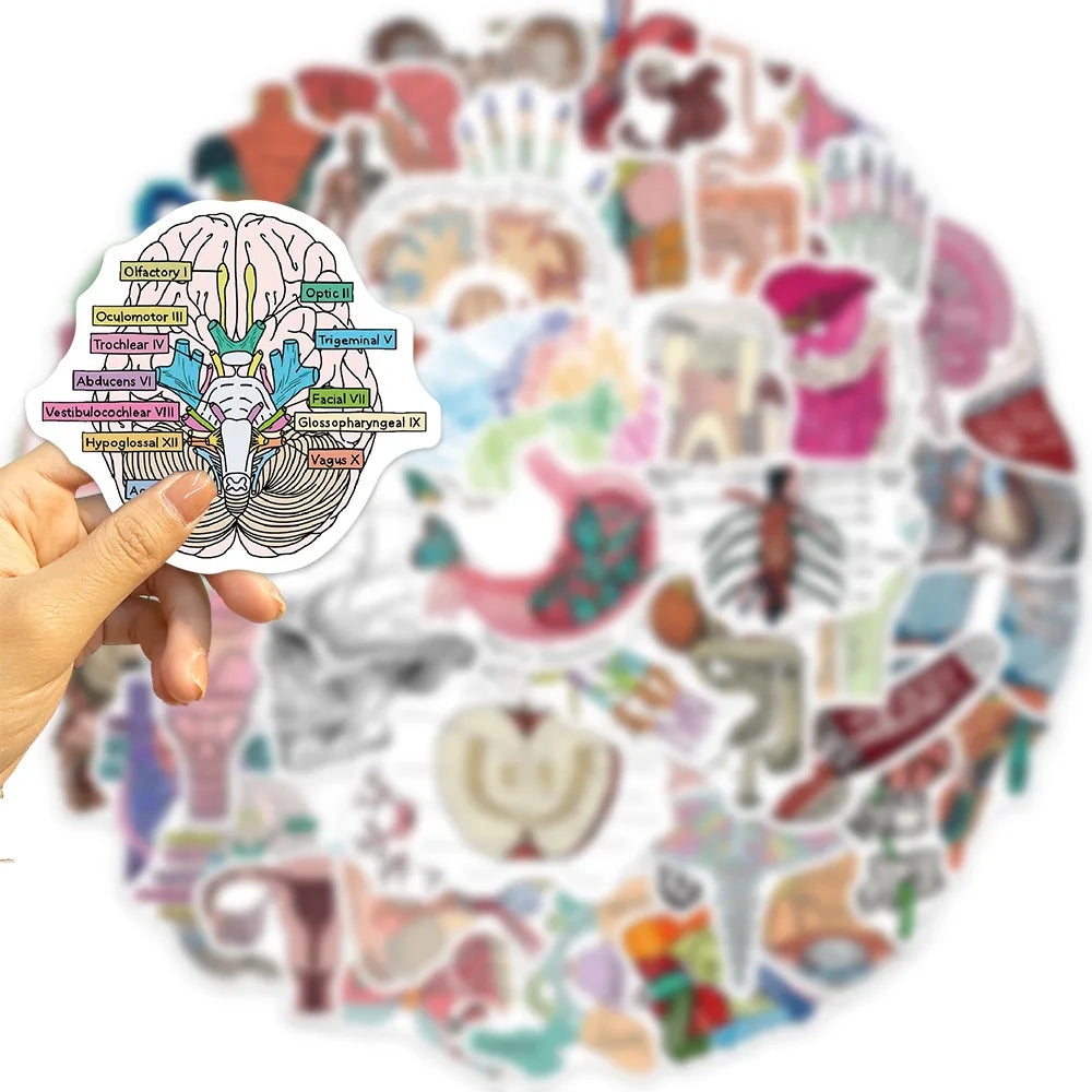 10/30/50PCS Funny Human Organ Medical Anatomy Stickers Cartoon Decals DIY Notebook Laptop Suitcase Stationery Waterproof Toys