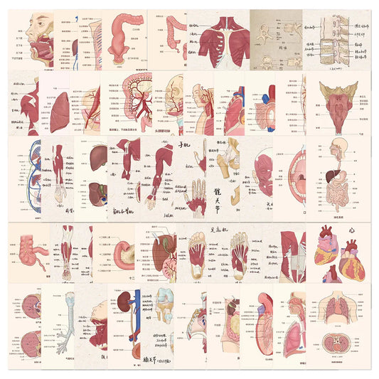 Anatomy Physiology Skeleton Stickers Waterproof Decals 10/30/50pcs