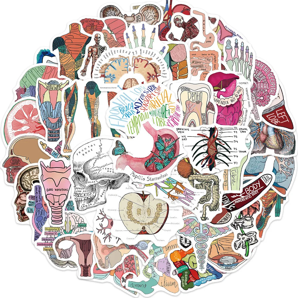 10/30/50PCS Funny Human Organ Medical Anatomy Stickers Cartoon Decals DIY Notebook Laptop Suitcase Stationery Waterproof Toys